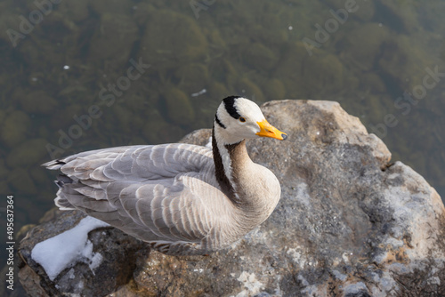 Duck bar-headed goose resting on the rocks on the shore