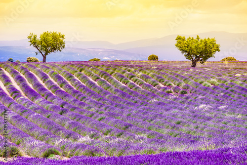 Provence landscape with lavender fields, France