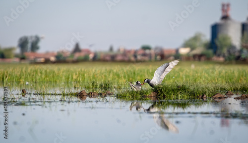 Whiskered tern (Chlidonias hybrida) flying off in front of large silos photo