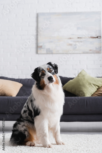 australian shepherd dog sitting on carpet and looking at camera in living room.