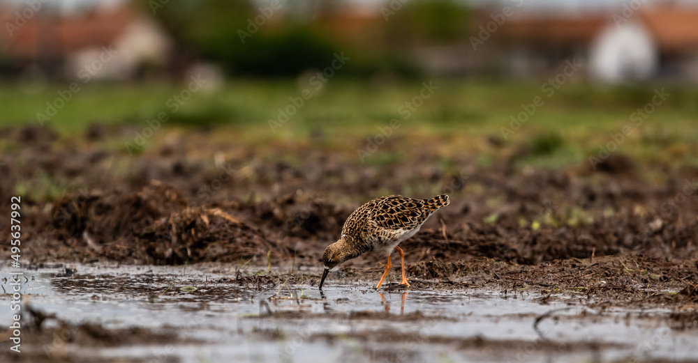 Ruff (Calidris pugnax) on a field, a small town in the background Ruff (Calidris pugnax) on a field, a small town in the background
