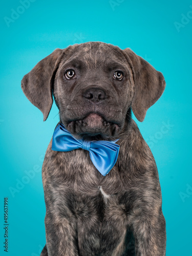 Cute portrait of brindle Cane Corso dog puppy, siting up facing front wearing a blue satin bow tie around neck. Looking towards camera. Isolated on a solid turquoise background. © Nynke