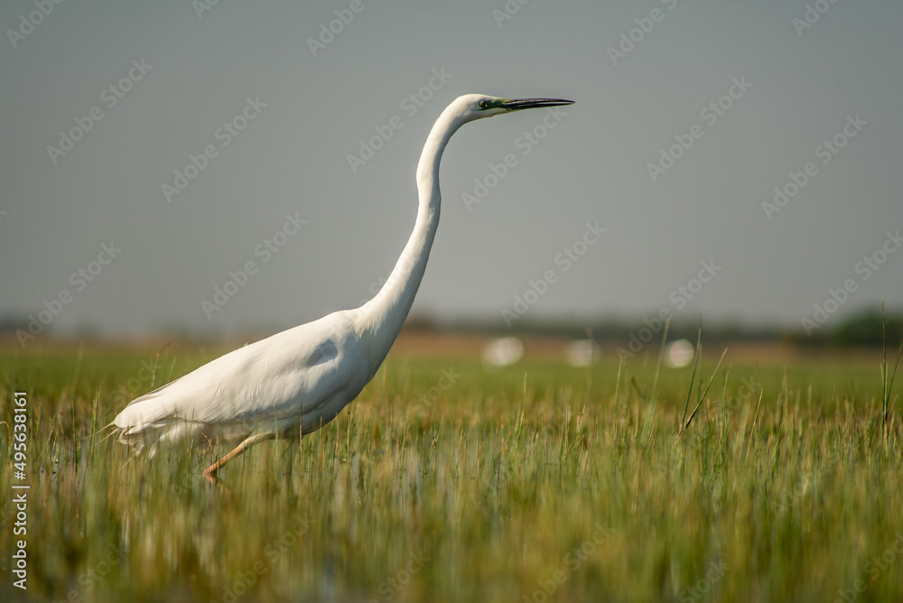 Great egret (Ardea alba) looking for fish in a marshy environment Great egret (Ardea alba) looking for fish in a marshy environment