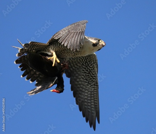 Foto Peregrine Falcon with prey meal