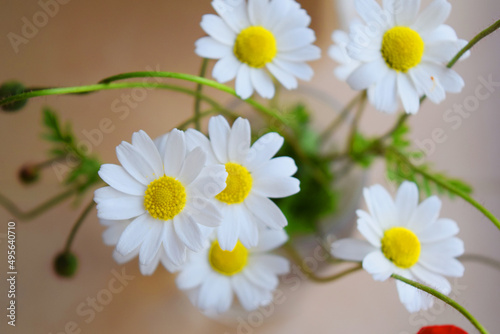 flowers, a bouquet of daisies