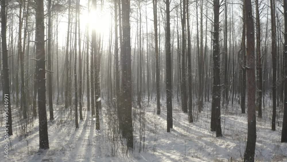 D Log dlog, Beautiful Snowy White Forest In Winter Frosty Day. Top View Above Amazing Pine Forest Landscape. Scenic View Of Park Woods. Nature Elevated View Of Winter Frost Woods. Snowy Coniferous D Log dlog, Beautiful Snowy White Forest In Winter Frosty Day. Top View Above Amazing Pine Forest Landscape. Scenic View Of Park Woods. Nature Elevated View Of Winter Frost Woods. Snowy Coniferous