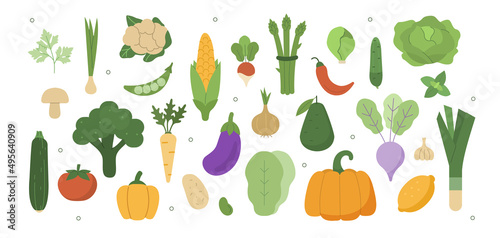 Vegetables illustration set. Cabbage, broccoli, lettuce and other fresh organic vegetables. Balanced vegetarian and vegan diet concept. Vector illustration.