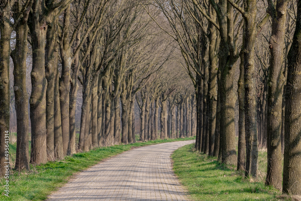 Small street with trees trunk along the way in Holland, Early spring landscape view with a row of tree on the both side of the road in Dutch countryside, Gelderland, Netherlands. Small street with trees trunk along the way in Holland, Early spring landscape view with a row of tree on the both side of the road in Dutch countryside, Gelderland, Netherlands.