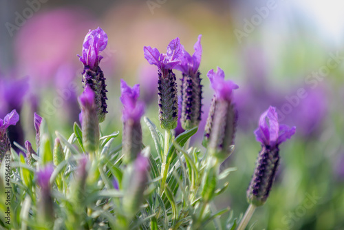 Selective focus of flowers of Lavandula stoechas in the garden with green leaves  The Spanish lavender is a species of flowering plant in the family Lamiaceae  Nature floral background.