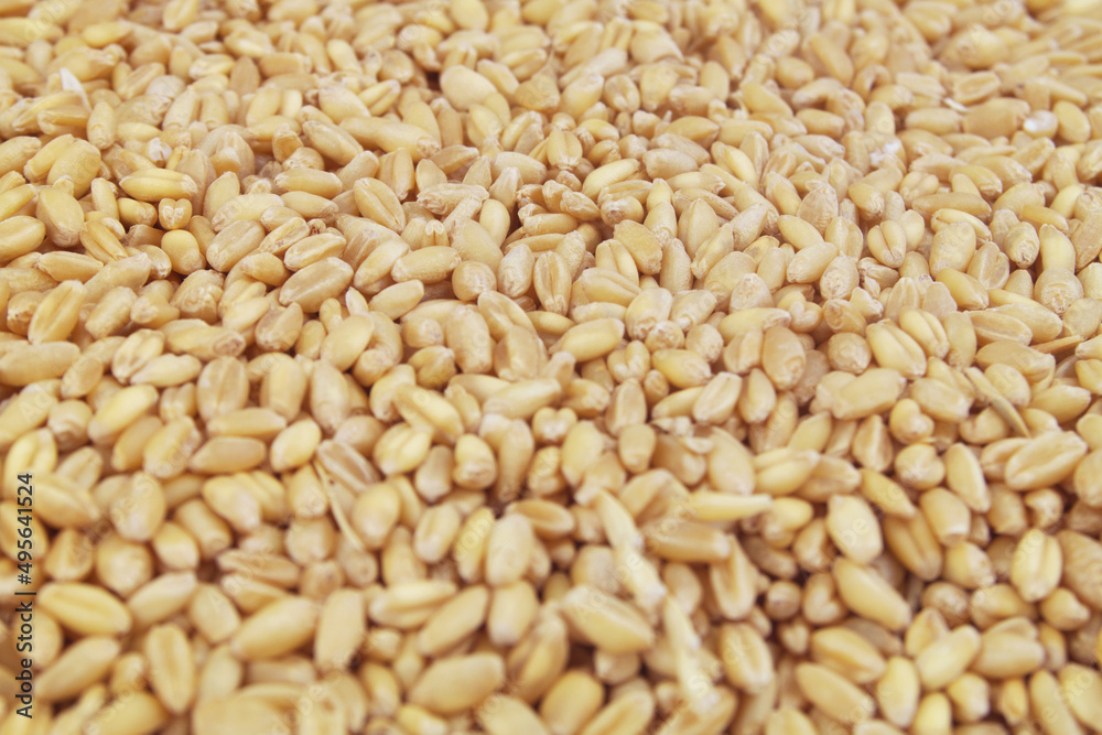 Wheat seeds close up Wheat seeds close up