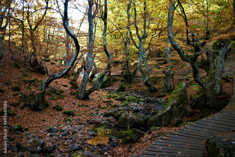 Fototapeta premium Autumn forest with orange shades.