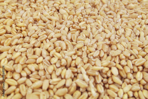 Wheat seeds close up