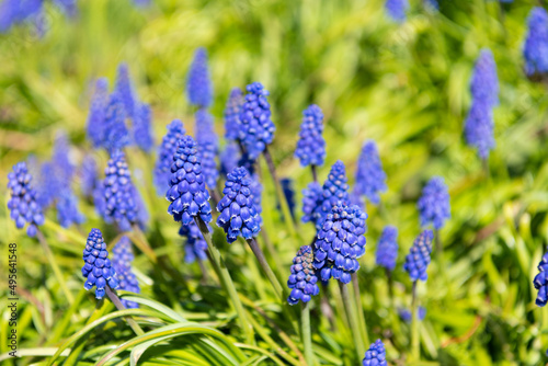 muscari flowers blooming. spring nature in bloom