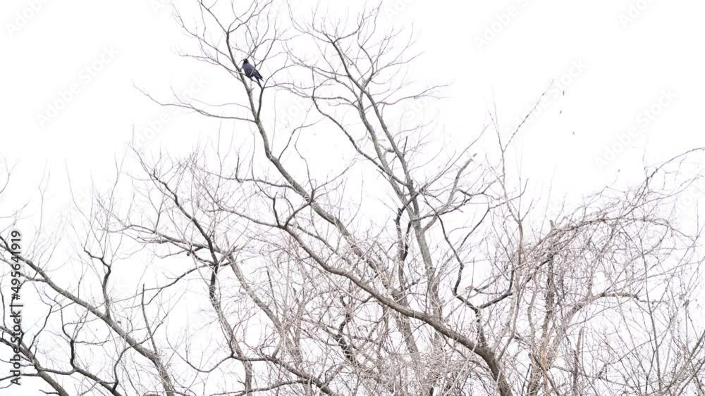 枯れ木 鳥 枯れ木 鳥