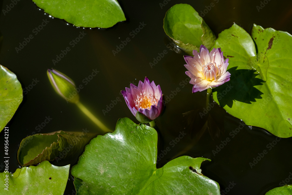 Due ninfee e un bocciolo in acqua Due ninfee e un bocciolo in acqua