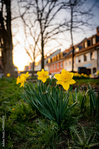 Narzisse, Narzissen, gelb, Blumen, Blume, Stadt, Häuser, Blumen, Blume photo