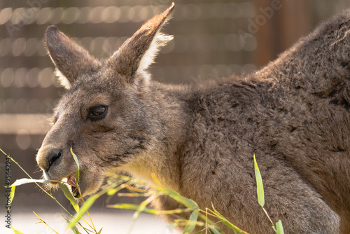 Eastern grey kangaroo