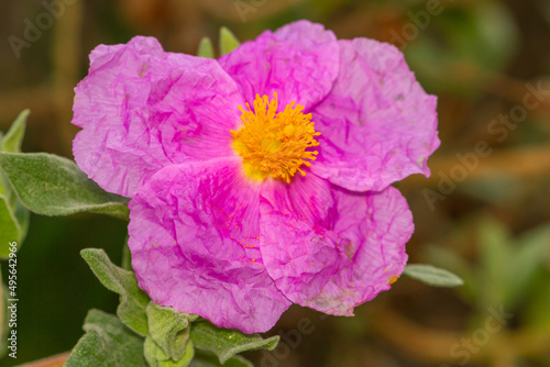 Flower of Cistus albidus, ( grey-leaved cistus ). photo