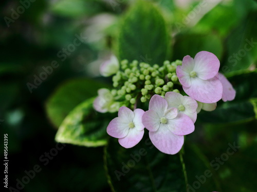 可愛いピンクが良く似合う紫陽花