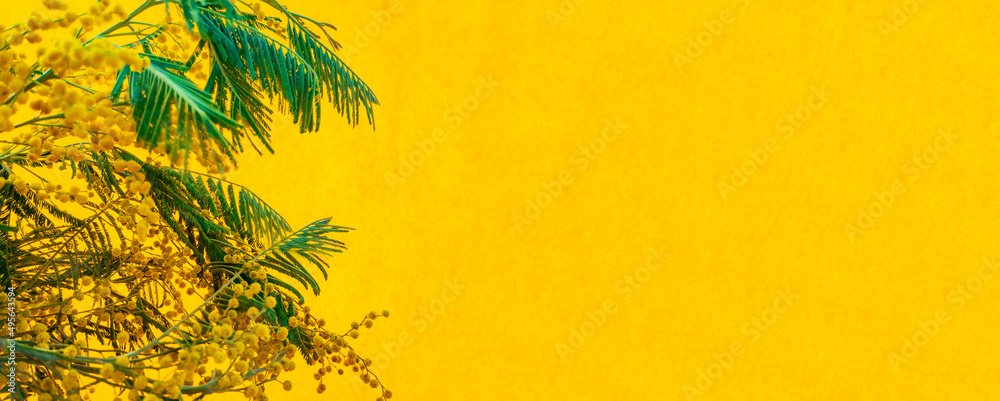 spring banner with flowers: mimosa branches on a orange or yellow background. The concept of spring, vibrant, femininity. banner with copy space