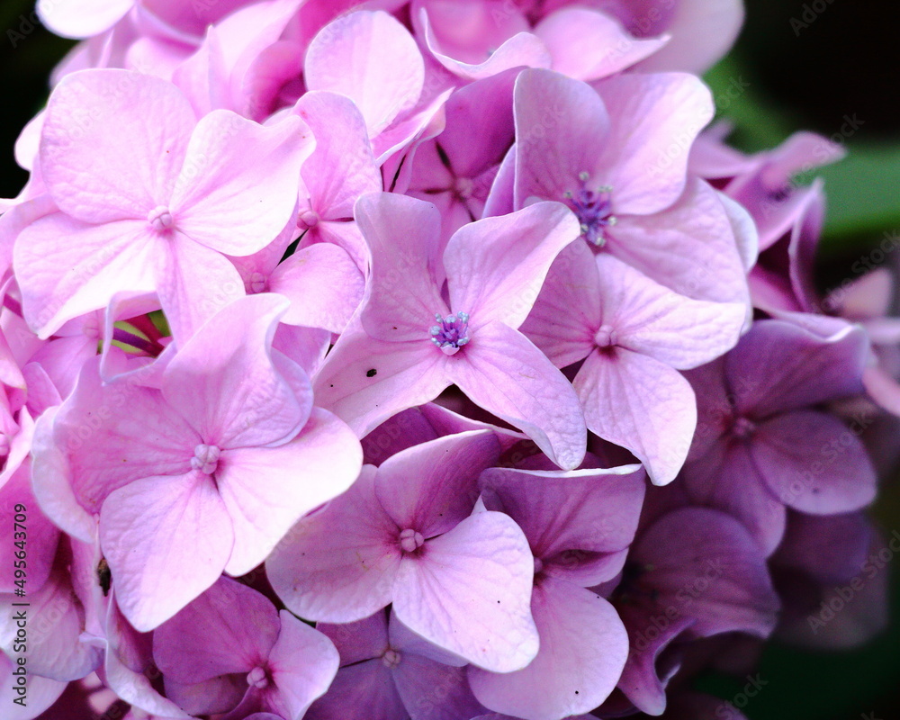 ピンク色のあじさいのクローズアップ