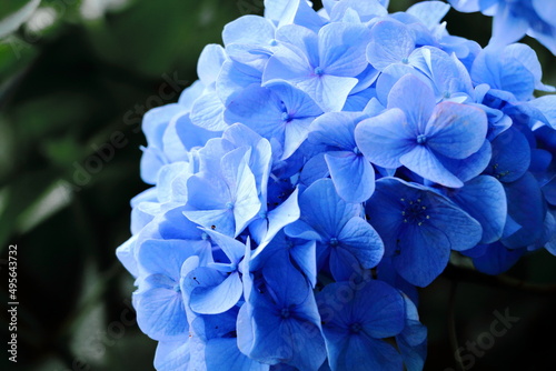 美しいブルーの紫陽花のクローズアップ