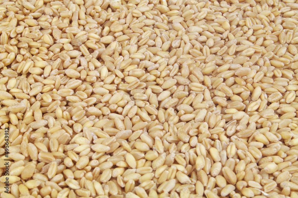 Wheat grains background 