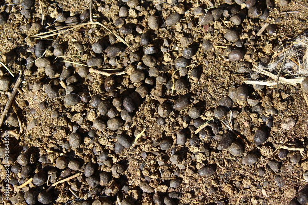 Sheep manure on the ground Sheep manure on the ground