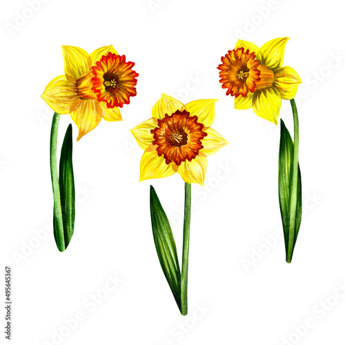 Three yellow flowers of daffodils. Isolate on white background. Watercolor illustration. For design solutions © ANTONINA MASLOVA