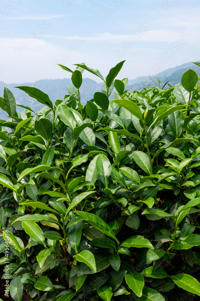 Tea fields in mountain villages in Anxi County, China. Tea fields in mountain villages in Anxi County, China.