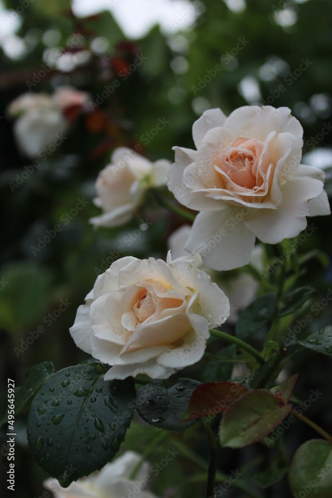 roses in garden roses in garden