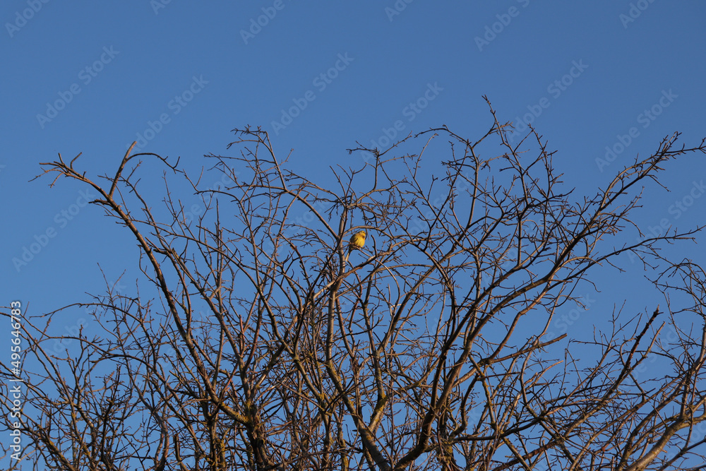 Leuchtende Goldammer im Baum Leuchtende Goldammer im Baum