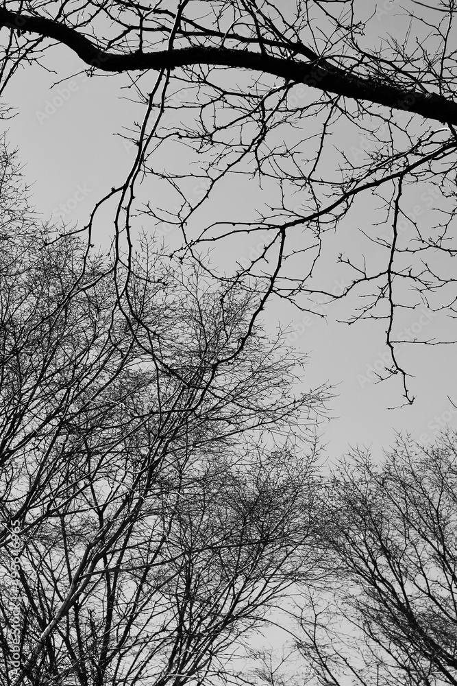 silhouette of a tree
