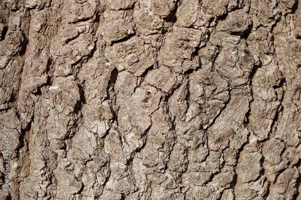 Holztextur, Hintergrundbild, braune Baumrinde, Borke, Deutschland Holztextur, Hintergrundbild, braune Baumrinde, Borke, Deutschland
