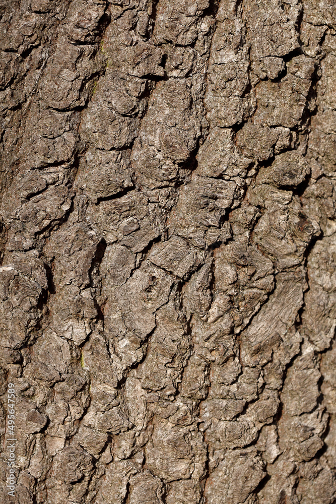 Holztextur, Hintergrundbild, braune Baumrinde, Borke, Deutschland Holztextur, Hintergrundbild, braune Baumrinde, Borke, Deutschland