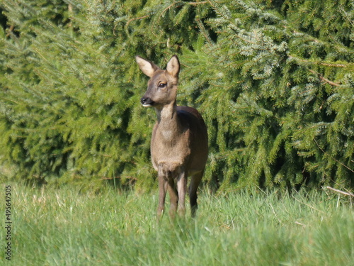 Roe deer in spring sun