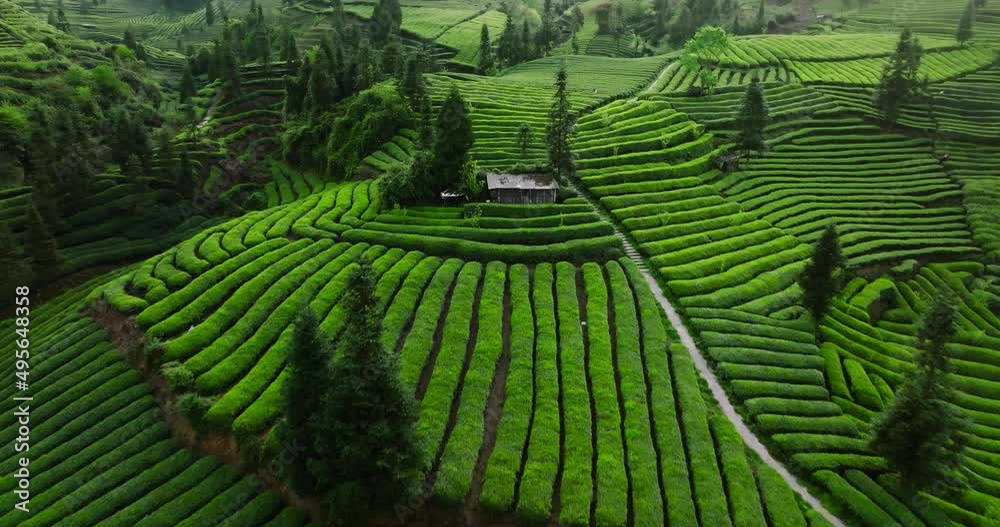 tea terraces aerial landscape of green tea farm in Sichuan China tea terraces aerial landscape of green tea farm in Sichuan China