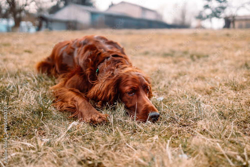 Irish red setter dog relaxing and sleeping on green grass background outdoors.