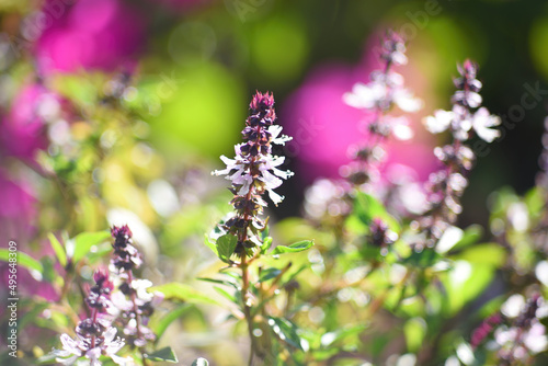 Closeup shot of sweet bazils blossoming in the garden photo