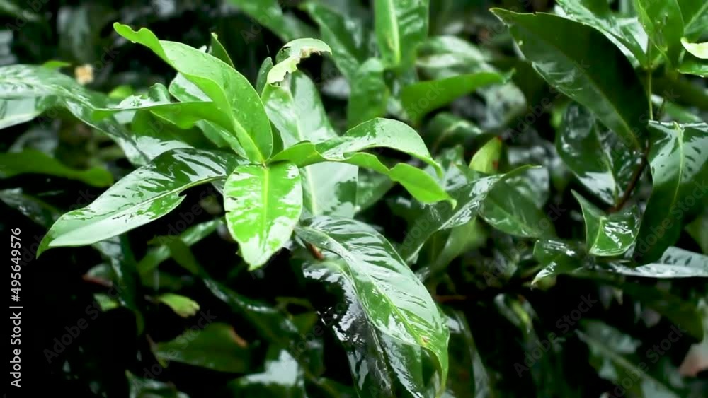 The green leafed apple rose tree tops in the rain, swaying in the wind, and wet by the falling rain, a plant in the tropics