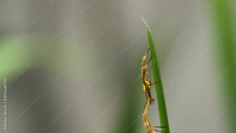 A yellow-brown spider is crawling on a yellow iris leaf, hunting and making a nest A yellow-brown spider is crawling on a yellow iris leaf, hunting and making a nest