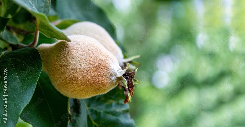 Unripe quince fruit hanging on a tree branch, space for text Unripe quince fruit hanging on a tree branch, space for text