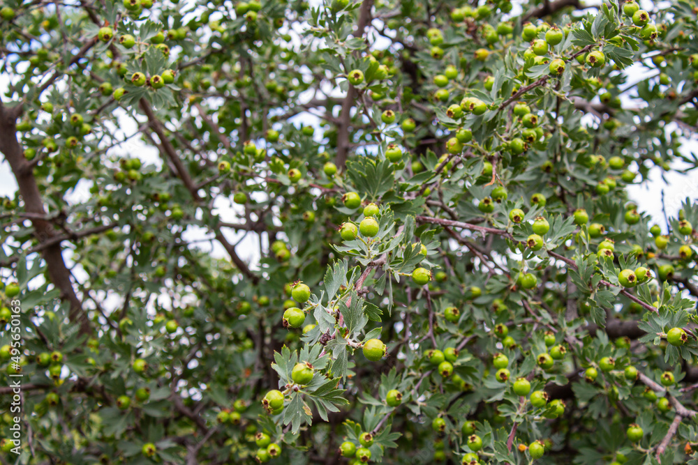 Unripe hawthorn fruit hanging on bush branch