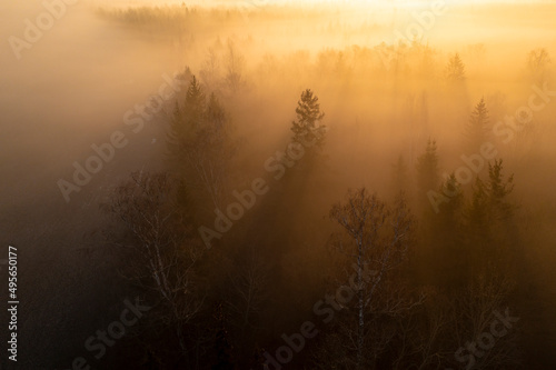 Beautiful sunrise above the forest with heavy fog
