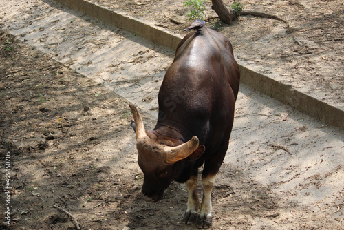 Closeup shot of an Indian gaur bison in its natural habitat photo