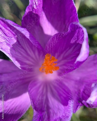 Purple crocus flower closeup, saffron
