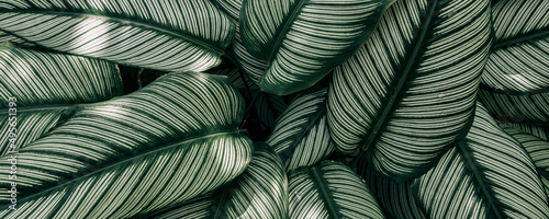 tropical leaves texture background