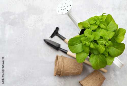 flower seedlings in white pot with craft pots and shovel, rake on grey background. horizontal view.