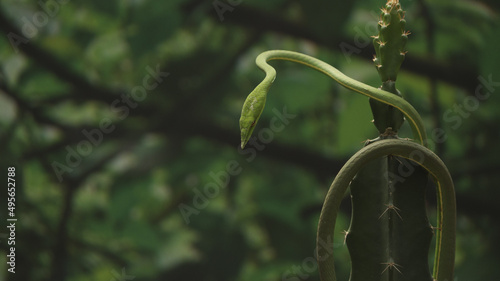 Shallow focus shot of Ahaetulla prasina (Oriental whip snake) hanging on a cactus during daytime photo