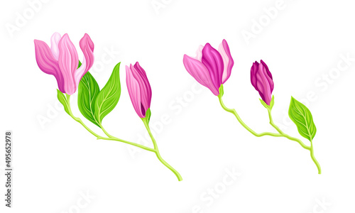 Summer or spring plant with pink flowers, buds and leaves vector illustration